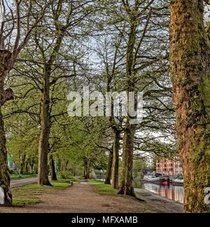 Führt ein Weg zwischen den Bäumen entlang des Flusses Ouse in York. Stockfoto