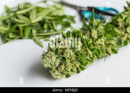 Frisch Cannabis mit seine Blätter geerntet, auf einem weißen Hintergrund abgeschnitten Stockfoto