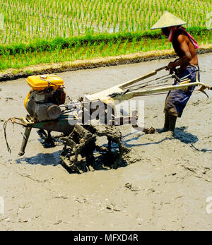 Lokale Mann arbeitet auf einem Reisfeld. Insel Bali, Indonesien Stockfoto