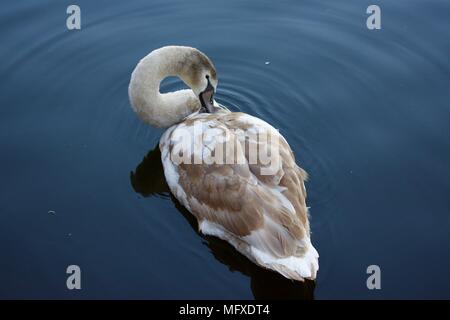 Eine Mute swan at longmoor See in Sutton Park, Birmingham. Stockfoto