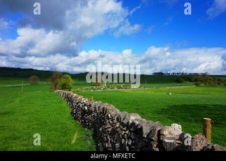 Auf dem Land in Derbyshire mit Trockenmauer im Vordergrund und im Hintergrund weidende Rinder Stockfoto