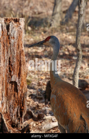 Sandhügel Kran Stockfoto