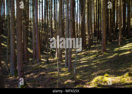 In einem Nadelwald in Deutschland während der sonnigen Frühling suchen Stockfoto