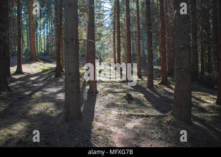 In einem Nadelwald in Deutschland während der sonnigen Frühling suchen Stockfoto