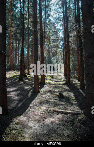 In einem Nadelwald in Deutschland während der sonnigen Frühling suchen Stockfoto