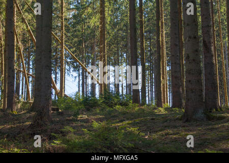 In einem Nadelwald in Deutschland während der sonnigen Frühling suchen Stockfoto