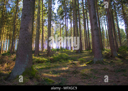 In einem Nadelwald in Deutschland während der sonnigen Frühling suchen Stockfoto