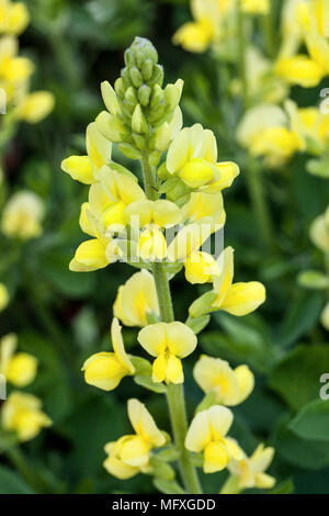 Villosa oder Thermopsis caroliniana, Carolina Lupin Stockfoto