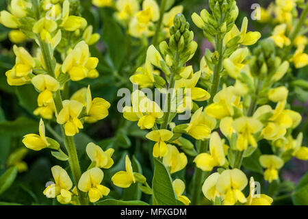 Villosa oder Thermopsis caroliniana, Carolina Lupin Stockfoto