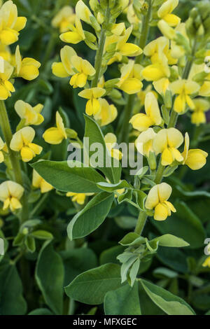 Villosa oder Thermopsis caroliniana, Carolina Lupin Stockfoto