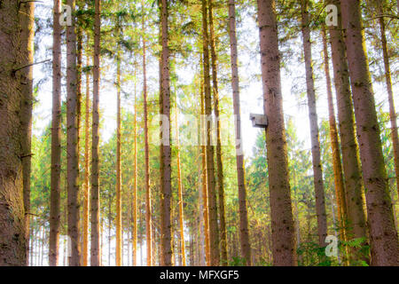 In einem Nadelwald in Deutschland während der sonnigen Frühling suchen Stockfoto