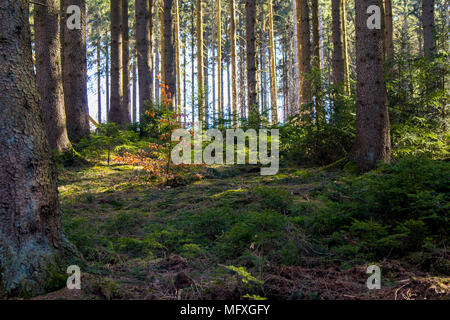 In einem Nadelwald in Deutschland während der sonnigen Frühling suchen Stockfoto