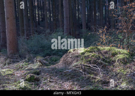 In einem Nadelwald in Deutschland während der sonnigen Frühling suchen Stockfoto