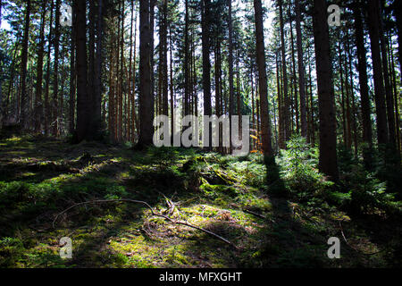 In einem Nadelwald in Deutschland während der sonnigen Frühling suchen Stockfoto