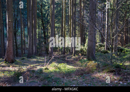 In einem Nadelwald in Deutschland während der sonnigen Frühling suchen Stockfoto