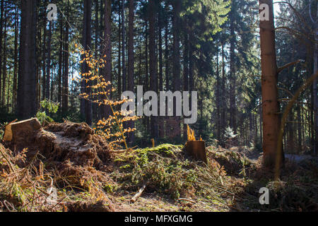 In einem Nadelwald in Deutschland während der sonnigen Frühling suchen Stockfoto
