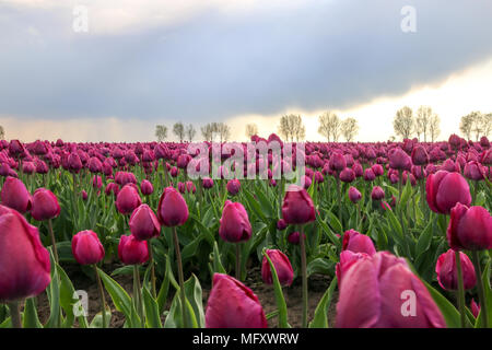 Schwaneberg, Deutschland - 27 April, 2018: Blick auf ein Feld von lila Tulpen im Dorf Schwaneberg in Sachsen-Anhalt, Deutschland. Das Familienunternehmen Christiane Degenhardt beginnt die Ernte Tulpenzwiebeln heute. Das Unternehmen pflegt Lampen seit über 100 Jahren. Ernst Degenhardt den Grundstein der Baumschule. Er begann sein eigenes Geschäft als Landschaftsgärtner in Magdeburg im Jahr 1905. Credit: Mattis Kaminer/Alamy leben Nachrichten Stockfoto