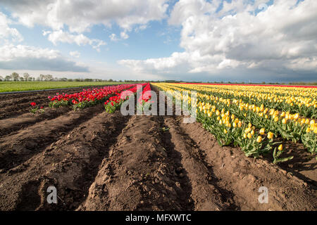 Schwaneberg, Deutschland - 27 April, 2018: Blick auf ein Feld von roten und gelben Tulpen im Dorf Schwaneberg in Sachsen-Anhalt, Deutschland. Das Familienunternehmen Christiane Degenhardt beginnt die Ernte Tulpenzwiebeln heute. Das Unternehmen pflegt Lampen seit über 100 Jahren. Ernst Degenhardt den Grundstein der Baumschule. Er begann sein eigenes Geschäft als Landschaftsgärtner in Magdeburg im Jahr 1905. Credit: Mattis Kaminer/Alamy leben Nachrichten Stockfoto