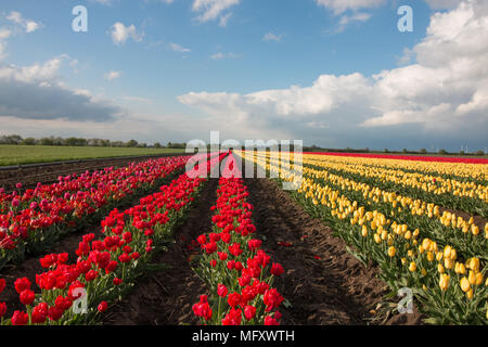 Schwaneberg, Deutschland - 27 April, 2018: Blick auf ein Feld von roten und gelben Tulpen im Dorf Schwaneberg in Sachsen-Anhalt, Deutschland. Das Familienunternehmen Christiane Degenhardt beginnt die Ernte Tulpenzwiebeln heute. Das Unternehmen pflegt Lampen seit über 100 Jahren. Ernst Degenhardt den Grundstein der Baumschule. Er begann sein eigenes Geschäft als Landschaftsgärtner in Magdeburg im Jahr 1905. Credit: Mattis Kaminer/Alamy leben Nachrichten Stockfoto