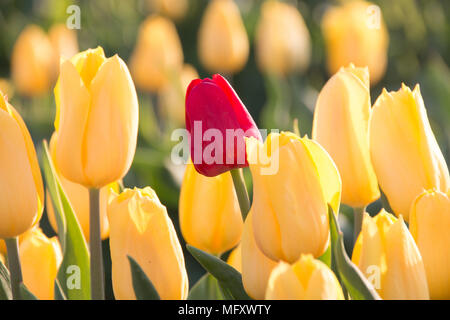 Schwaneberg, Deutschland - 27 April, 2018: Das Herz der Tulpen, Schwaneberg, Deutschland. Christiane Degenhardt's Family Business beginnt die Ernte Tulpenzwiebeln heute. Neben rot und lila Tulpen Es gibt gelbe Tulpen in einer Reihe. Das Unternehmen pflegt Lampen seit über 100 Jahren. Ernst Degenhardt den Grundstein der Baumschule. Er begann sein eigenes Geschäft als Landschaftsgärtner in Magdeburg im Jahr 1905. Credit: Mattis Kaminer/Alamy leben Nachrichten Stockfoto