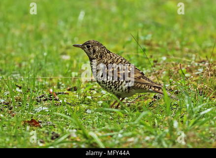 White's Thrush (Zoothera aurea) nach Futter auf dem Boden Dasyueshan National Forest, Taiwan April Stockfoto