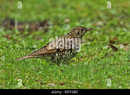 White's Thrush (Zoothera aurea) nach Futter auf dem Boden Dasyueshan National Forest, Taiwan April Stockfoto