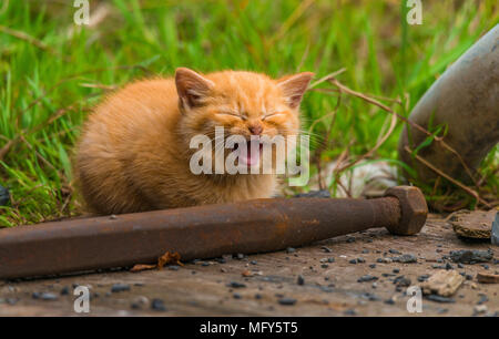 Süße kleine rote Katze, Katze mit blauen Augen ist schläfrig, yawms und miaut im Schuppen. Adorable Katzen sitzt im Garten um rostigen Objekten. Stockfoto