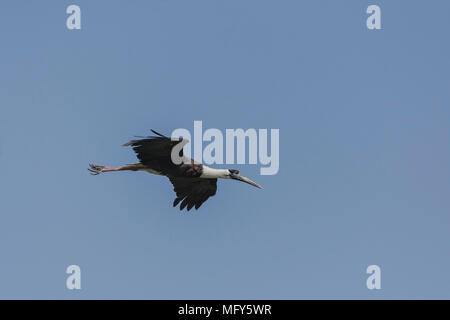 Woolly-Necked Storch oder Weiß Necked Stork (Ciconia episcopus) im Flug. Stockfoto