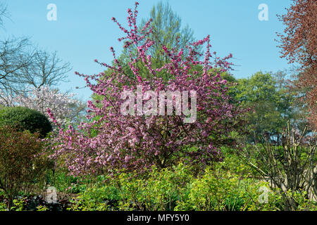 Malus 'Cardinal'. Crab Apple' Kardinal' Blüten im Frühling. Großbritannien Stockfoto