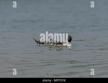 Männliche nördlichen Pintail's (Anas acuta) in See. Stockfoto