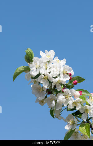 Malus 'Evereste'. Crab Apple 'Evereste' Blüten im Frühling. Großbritannien Stockfoto