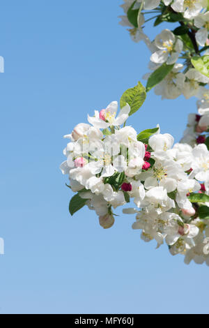 Malus 'Evereste'. Crab Apple 'Evereste' Blüten im Frühling. Großbritannien Stockfoto