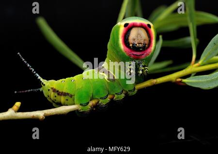 Eine Puss Moth Caterpillar Stockfoto