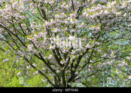 Prunus 'Ichiyo'. Japanische Kirsche Baum' Ichiyo' Blüte. Großbritannien Stockfoto