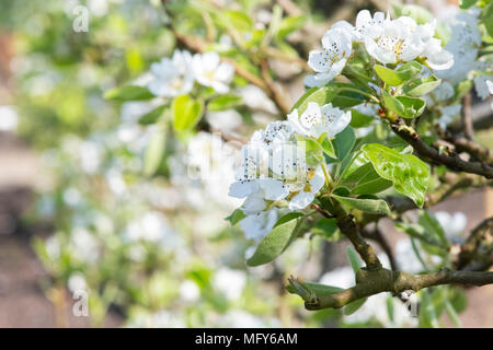 Pyrus Communis 'Williams Bon Chretien". Pear Tree Blossom Stockfoto