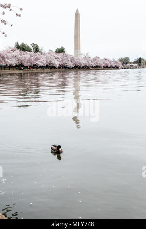 Washington Monument von Kirschblüten in der Hochsaison umgeben. Frühling in Washington DC. Stockfoto