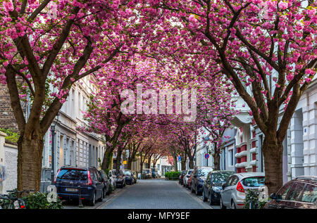 BONN, Deutschland - 21 April, 2018: Breitestr. oder Cherry Blossom Avenue in Spitzenzeiten von Sakura Blossom im April Stockfoto