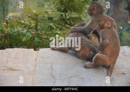 Affen an eine Wand an Swayambhunath Stupa, Kathmandu, Nepal Stockfoto