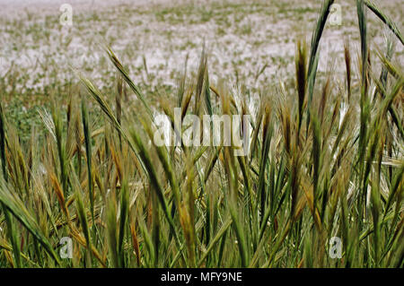 Wilde Gerste (hordeum murinum) close-up, Palau, Sardinien, Italien Stockfoto