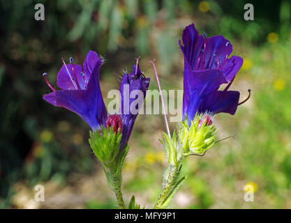 Der Viper bugloss (echium vulgare) Blühende close-up in Sardinien, Italien Stockfoto