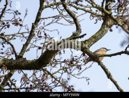 Waldbaumläufer (Certhia Familiaris) auf Baum Stockfoto