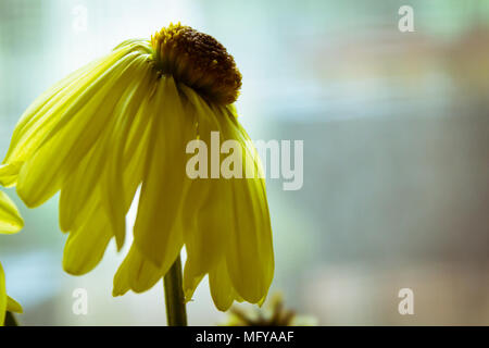 Nahaufnahme der Verwelkten gelbe Daisy Flower Stockfoto
