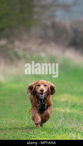 Nasse sprocker in Richtung Kamera läuft Stockfoto