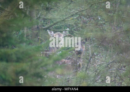 Drei Damwild (Dama Dama) unter Bäumen versteckt Stockfoto