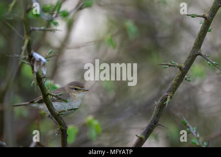 Garden Warbler (Sylvia borin) sitzen in Hawthorn Tree (Rosa moschata) Stockfoto