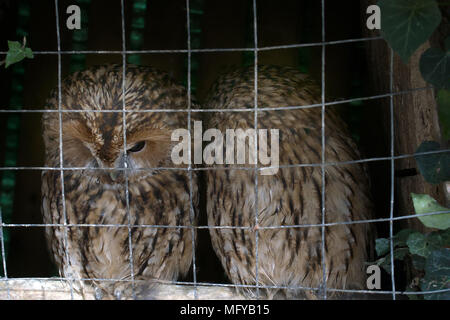 Tiere in Gefangenschaft. Paar Eulen (scops Owl) in kleinen privaten Zoo, Freiheit Vögel, Vogel im Käfig - Tierschutz; Wildlife Protection Stockfoto