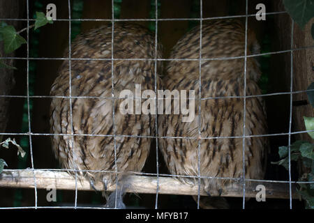 Tiere in Gefangenschaft. Paar Eulen (scops Owl) in kleinen privaten Zoo, Freiheit Vögel, Vogel im Käfig - Tierschutz; Wildlife Protection Stockfoto