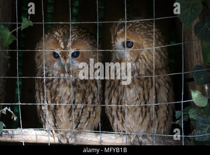 Tiere in Gefangenschaft. Paar Eulen (scops Owl) in kleinen privaten Zoo, Freiheit Vögel, Vogel im Käfig - Tierschutz; Wildlife Protection Stockfoto