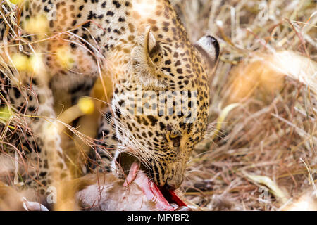 Auf Safari in Südafrika game reserve fotografiert. Er war damit beschäftigt, das Essen einer frischen töten zum Zeitpunkt der Aufnahme Stockfoto