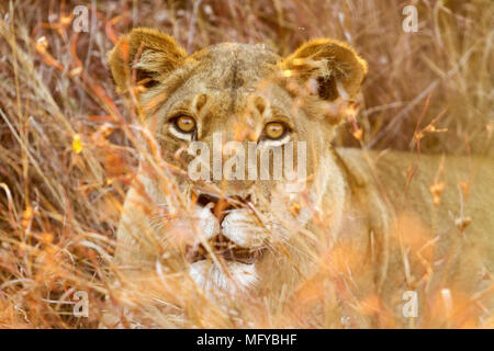 An einem Abend game drive fotografiert, aus einem oben offenen Safari Fahrzeug. Sie war Teil einer kleinen Pride Of Lions, die sich im Gras ruhen. Stockfoto